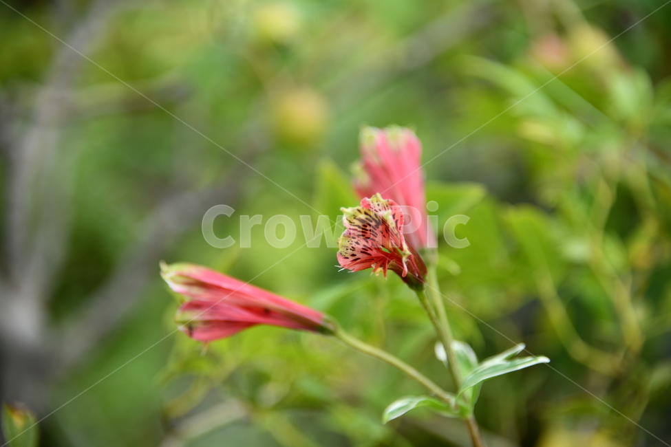꽃,자연,식물,야생화,nature,flower,감성,feeling,배경,백그라운드,자연,풍경,nature,landscape,식물,plants,꽃,flower,plant,pollen,화분