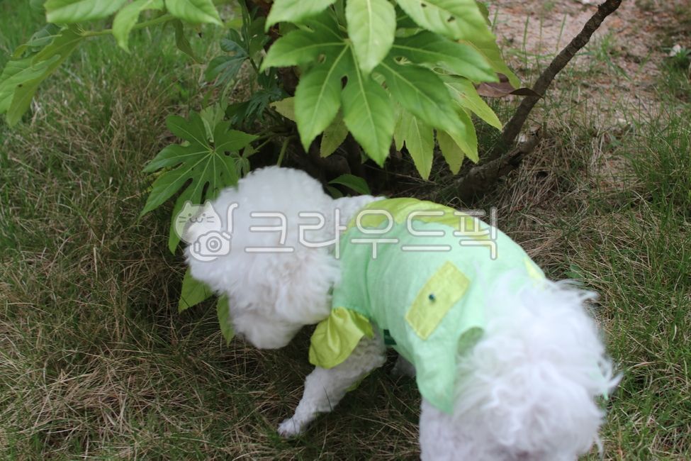 dog clothes,pretty puppy,dog walk,picnic,Cute puppy,puppy,dog outing,dog clothing,Bichon Frize,Bichon,walk