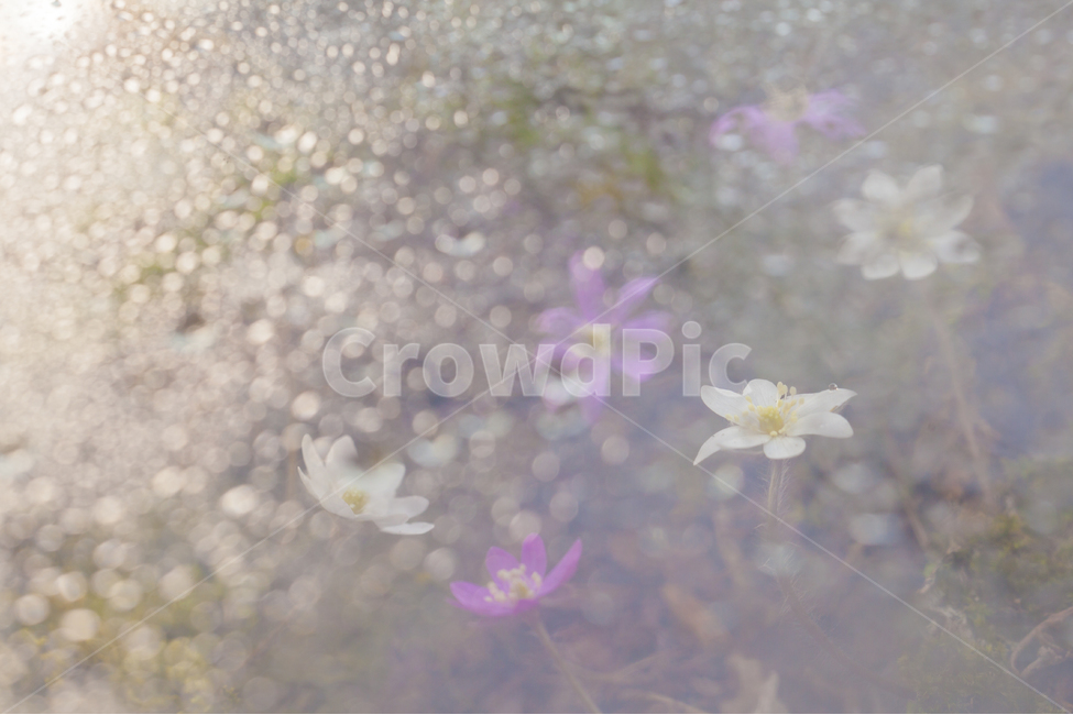 노루귀,보케,감성꽃사진,꽃,봄꽃,봄,계절,spring,season,식물,자연,plants,nature,꽃,flower,plant,blossom,petal,꽃잎