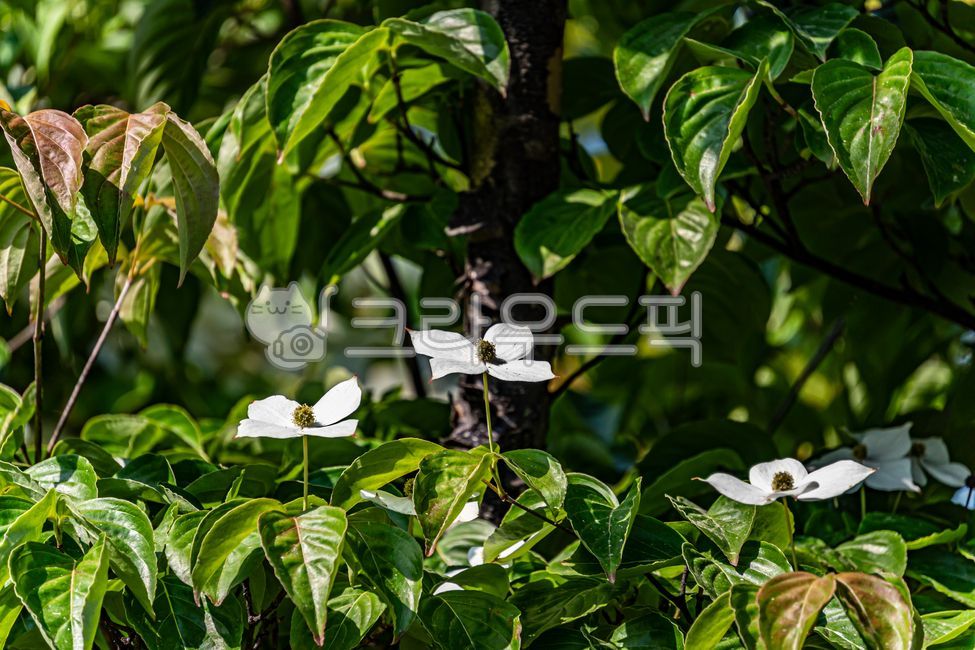 산딸나무,산딸나무꽃,봄꽃,취과,자연,식물,nature,플라워,flower,plants,cornuskousa,봄,spring