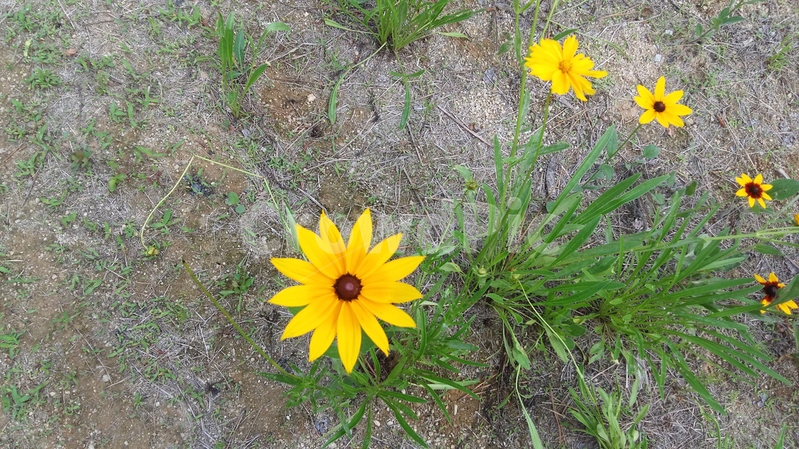 꽃,해바라기,노란꽃,야생화,초록노랑꽃