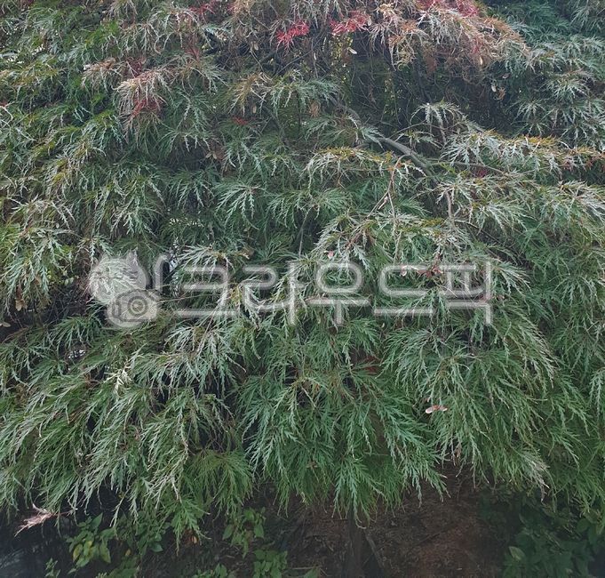 weeping maple leaves,green,peacock maple tree,tree,leaf,peacock maple,maple leaf,three rows of maple leaves,Maple tree,late summer,blue peacock maple