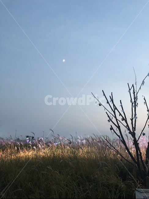 밤,갈대,달,조명빛,하늘,밤하늘,조명,저녁,갈대밭,가을,가을밤,나무,moon,tree,night