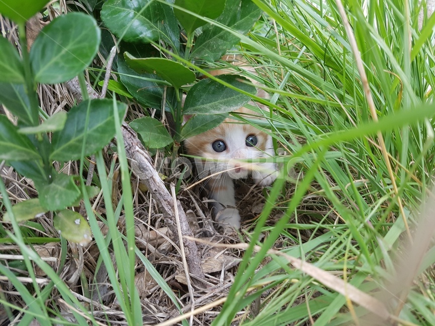 고양이,아기고양이,아가고양이,수풀,고양이눈,잔디,고양이새끼,길고양이,동물,animal,포유류,mammal,고양이,cat,kitten,kitty