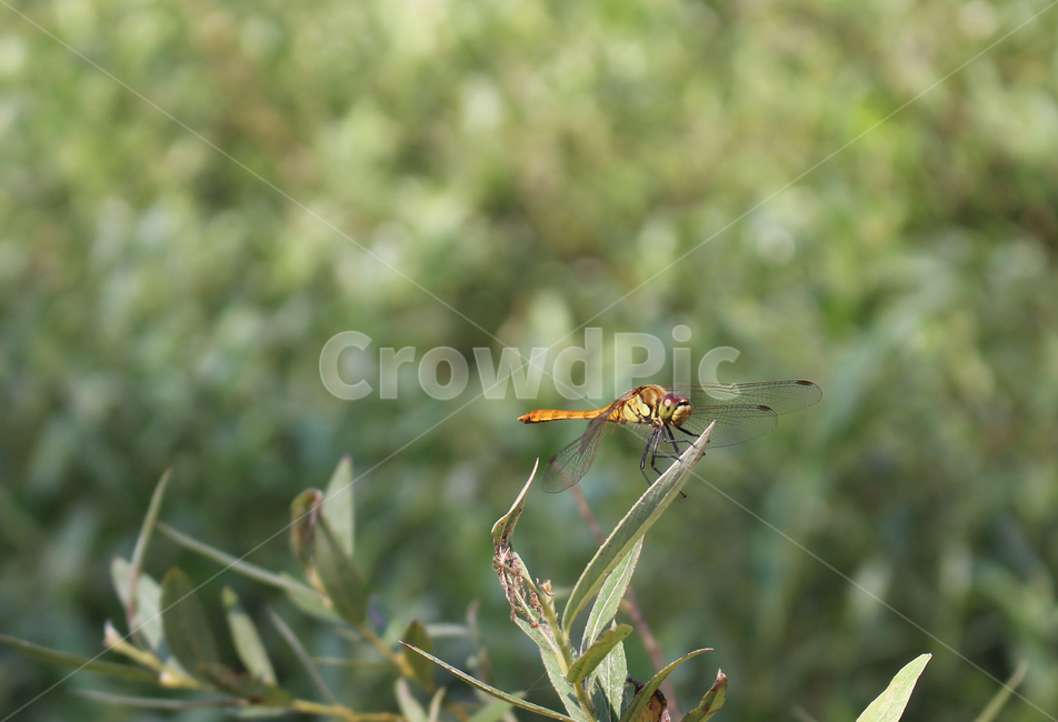 잠자리,자연,클로즈업,배경,풀,초록,아웃포커싱,동물,animal,곤충,벌레,insect,bug