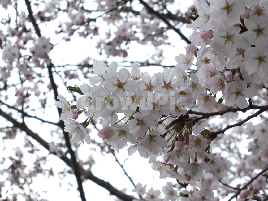 봄,벚꽃,꽃,향기로운,자연,계절,spring,벗꽃나무,cherryblossom,식물,flower,식물,자연,plants,nature,꽃,flower