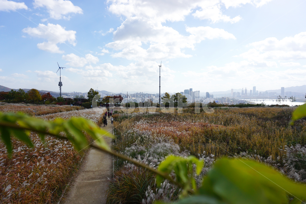 하늘공원,핑크뮬리,pinkmull,상암동,가을,풍경,갈대,갈대밭,자연,풍경,nature,landscape