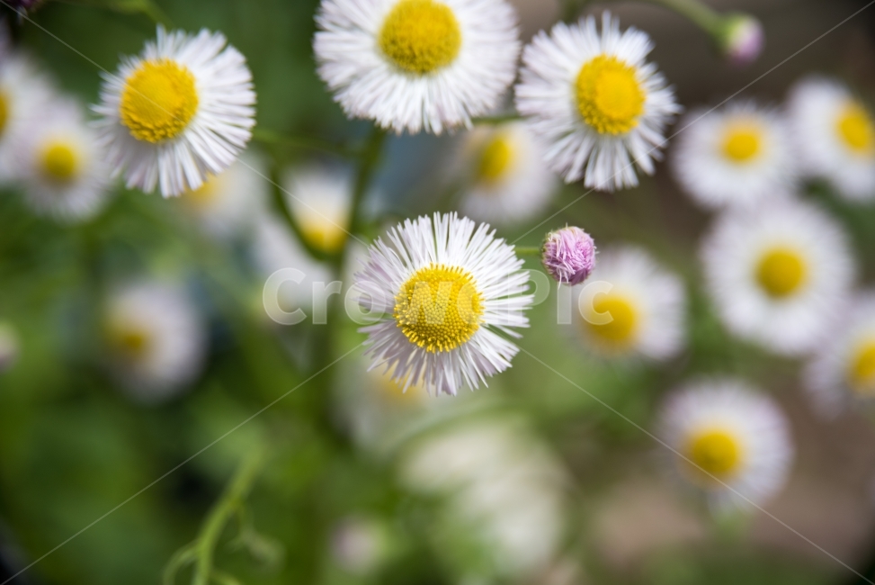 꽃,봄,여름,접사,식물,자연,plants,nature,flower,들꽃,민들레,식물,자연,plants,nature,꽃,flower