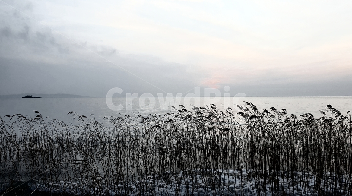 plant,lawn,갈대,reed,sea