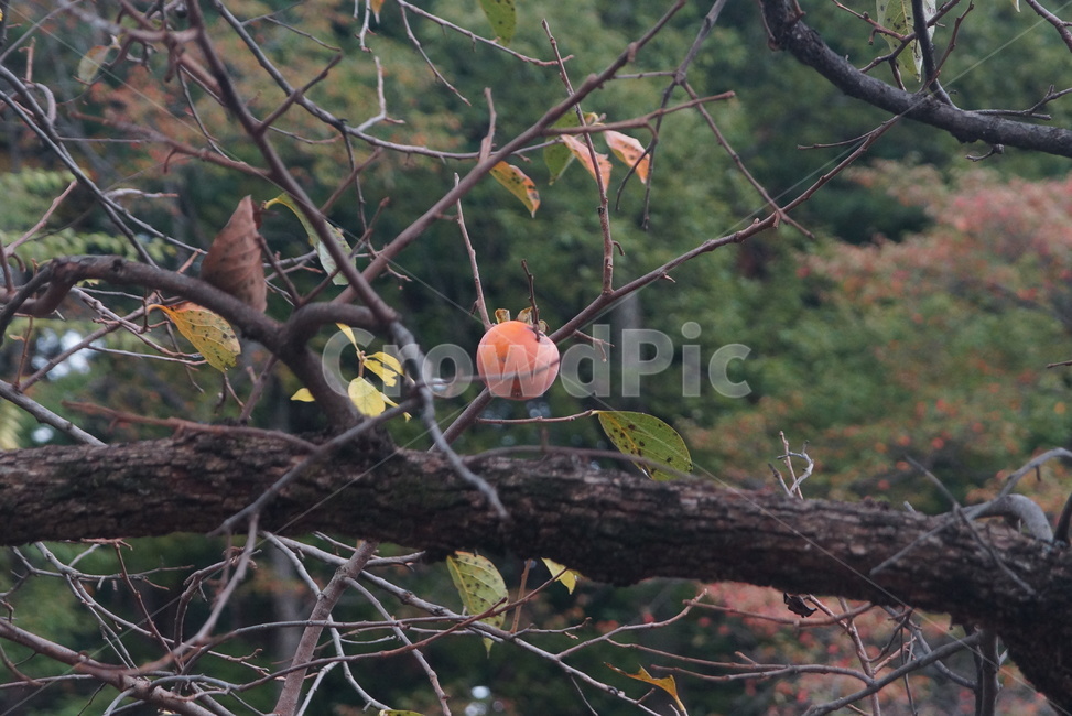 plant,식물,fruit,과일,persimmon,감,나무,강릉,gangneung