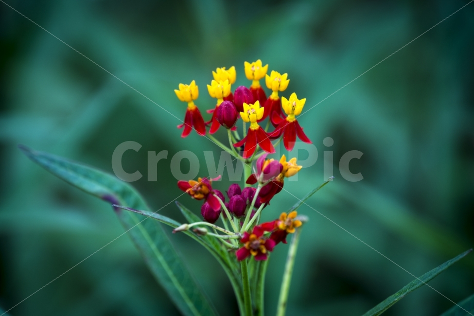 꽃,비오는날,생태관,식물,야생화,여름,울산,울산대공원,flower,식물,자연,plants,nature,꽃,flower