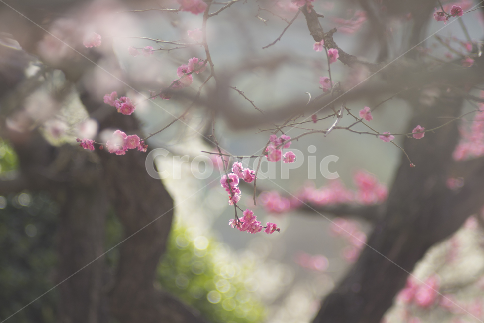 매화,홍매화,봄꽃,감성꽃사진,통도사,봄,계절,spring,season,식물,자연,plants,nature,꽃,flower,감성,sensible,feeling,plant,blossom