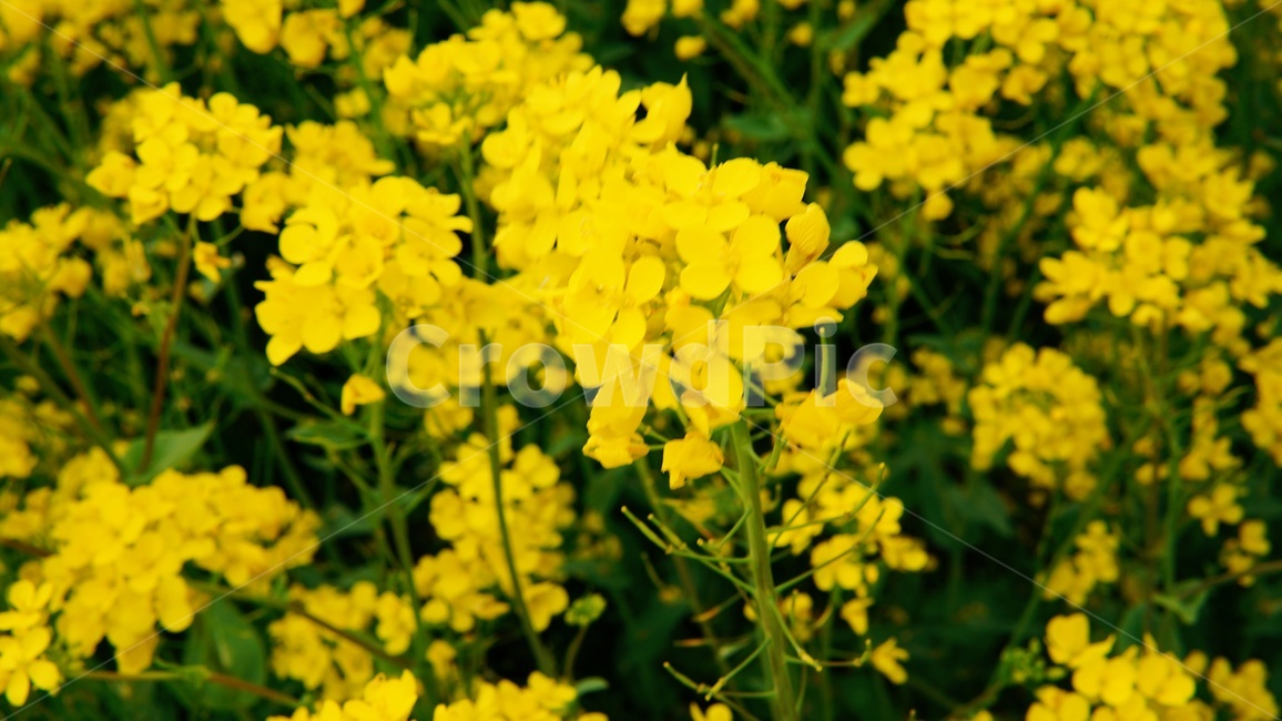부산대저생태공원,대저생태공원,생태공원,유채꽃,꽃,봄꽃,4월,식물,blossom,flower