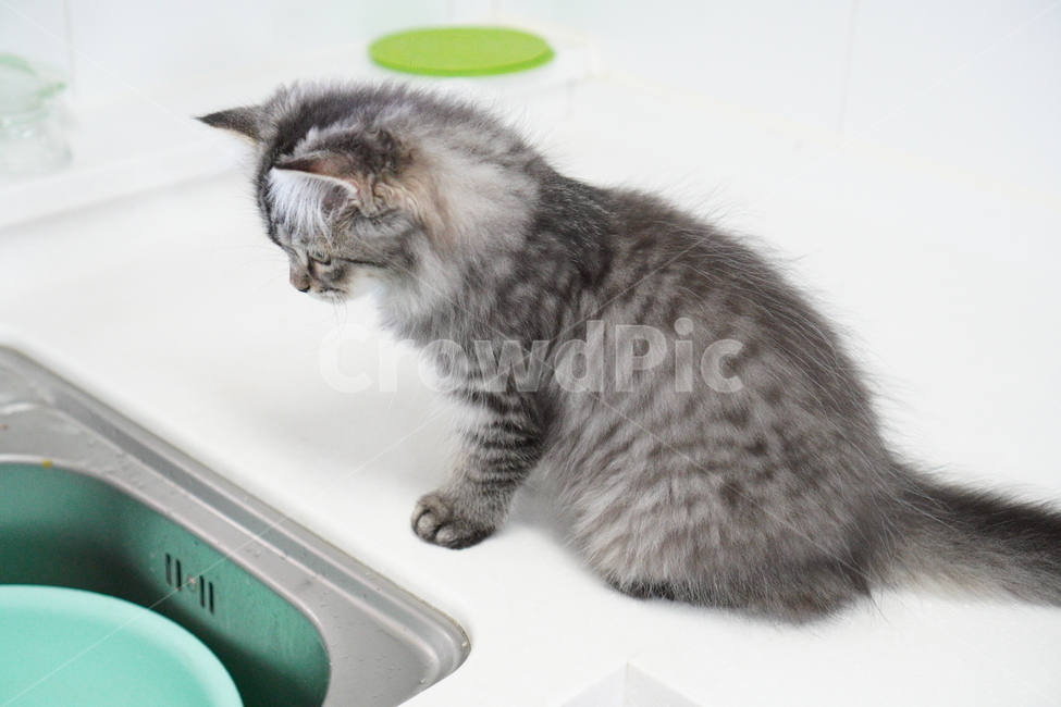 고양이,아기고양이,어린고양이,페르시안고양이,냥이,반려묘,동물,animal,포유류,mammal,고양이,cat,kitten,kitty