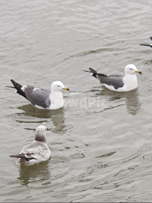 갈매기,서해바다,자연,동물,새,생태계1,동물,animal,조류,새,birds