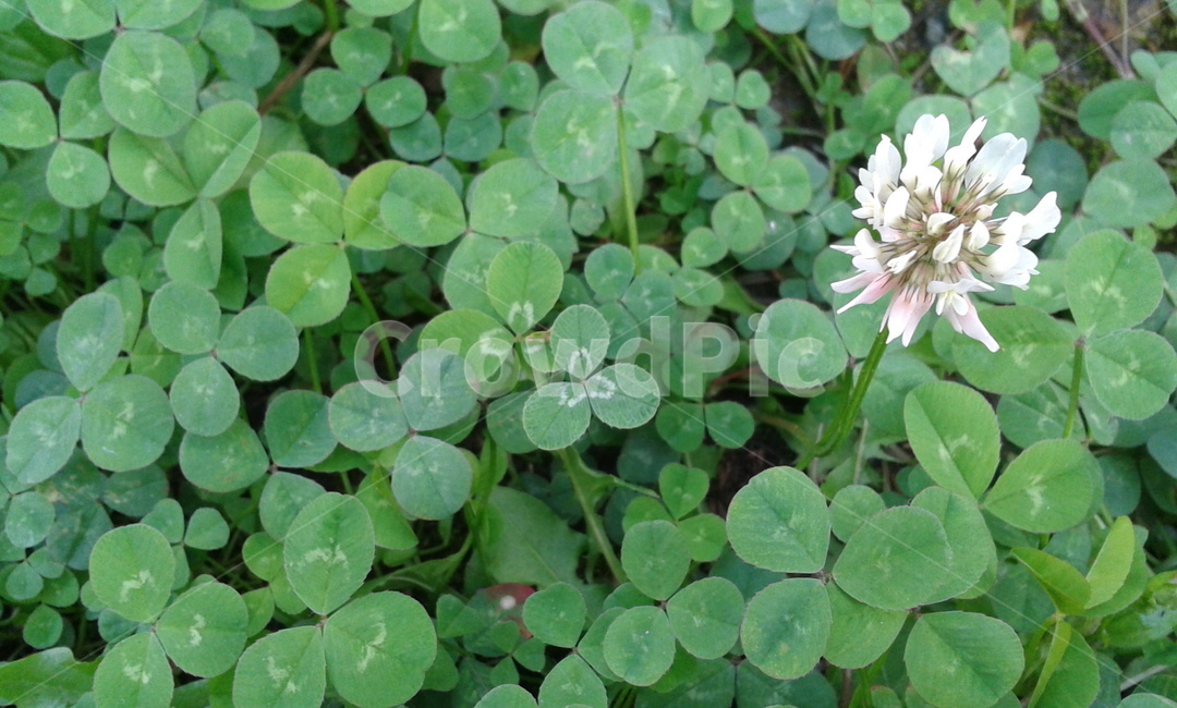 plant,식물,leaf,잎,토끼풀,세잎클로버,식물,자연,plants,nature