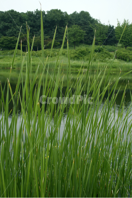 호수,수생식물,수크렁,식물,plants,nature,공원,식물,자연,plants,nature