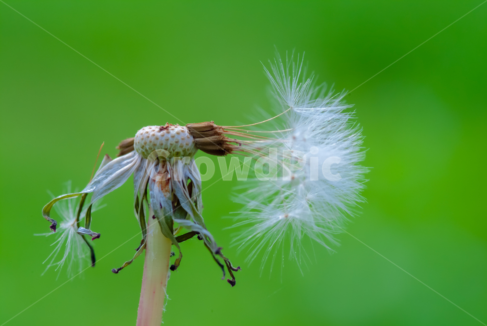 봄,꽃,아름다움,접사,야생화,식물,자연,plants,nature,꽃,flower