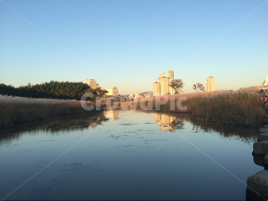 Reed,Taehwa River,sunset,autumn,river,nightfall