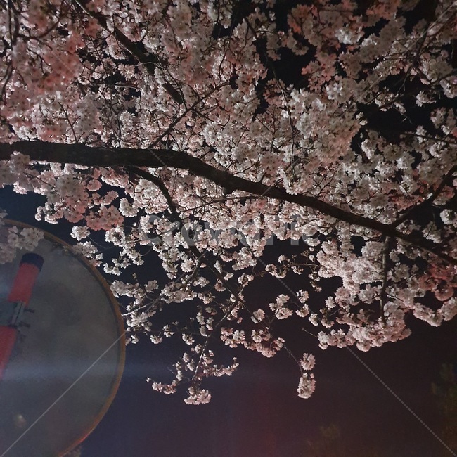 벚꽃,밤,하늘,꽃,밤하늘,벚나무,봄,봄밤,벚꽃하늘,벚꽃나무,나무,flower,계절,아름다운,자연,배경