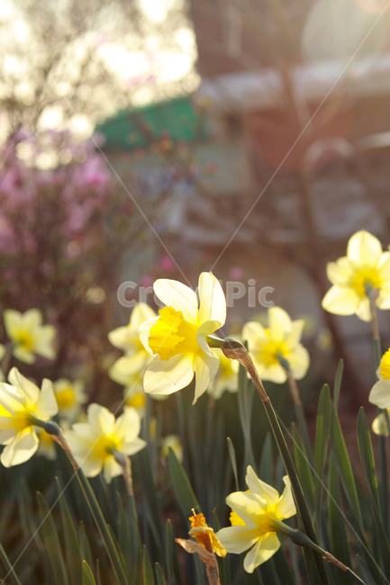 꽃,flower,narciscuss,수선화,봄꽃