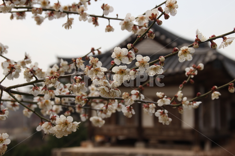 명재고택,고택,목조건물,항아리,꽃,논산,myeongjae,oldhouse,woodenbuilding,pot,flower,nonsan,봄,계절,spring,season,한국전통,한국문화,korean traditional,korean culture,식물,자연,plants,nature,꽃,flower,plant,blossom,cherry blossom,벚꽃