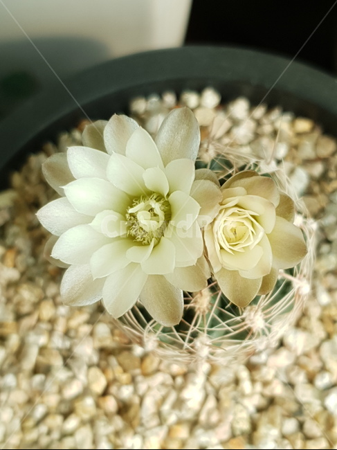 선인장,꽃,화분,flower,식물,자연