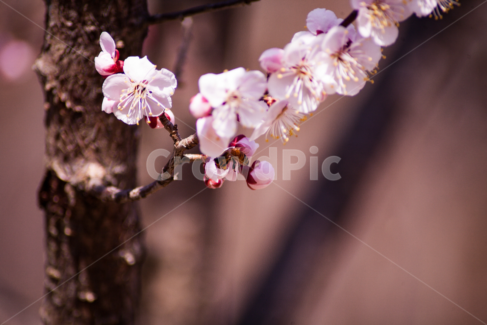벚꽃,나무,봄,벚꽃구경,꽃,자연,flower,flowers,식물
