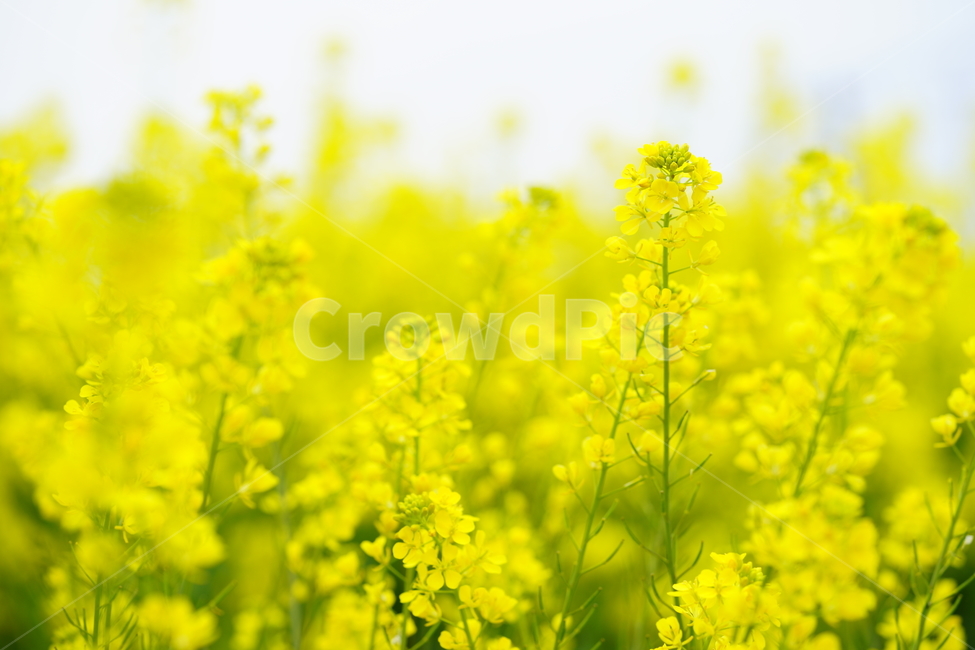 flower,유채꽃,노란유채꽃,봄,spring,봄,계절,spring,season,식물,자연,plants,nature,꽃,flower