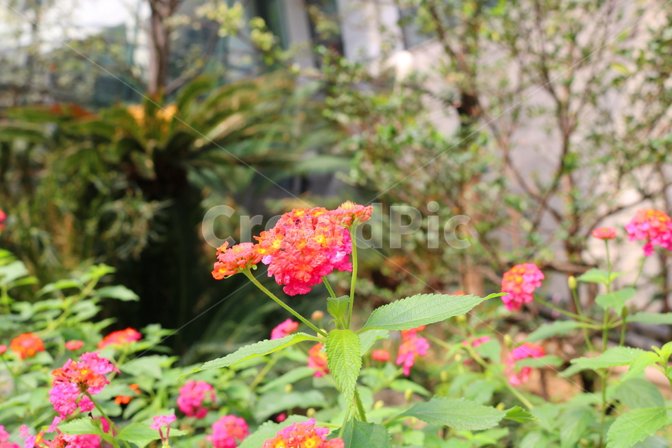 란타나,꽃,란타나꽃,식물,열대식물,란타나카마라,마편초과,자연,식물,자연,plants,nature,꽃,flower