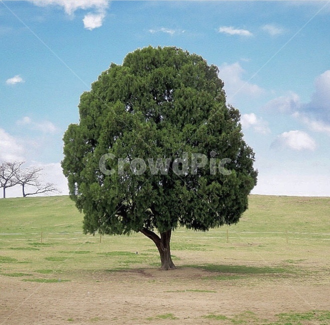 올림픽공원,나홀로나무,공원,봄,나무,서울올림픽공원,식물,자연,plants,nature,나무,trees,wood