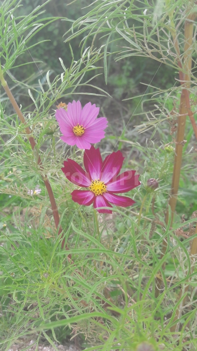 코스모스,꽃,분홍,빨강,노랑,가을,계절,fall,autumn,season,식물,자연,plants,nature,꽃,flower,plant
