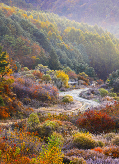 자연,풍경,계절,가을,단풍,단풍철,추경,만추,공원,정원,비밀의정원,시크릿,시크릿공원,울긋불긋,안개,새벽,빛,햇빛,운해,길,오솔길,산,painting,그림,nature,outdoors,옥외,가을,계절,fall,autumn,season,자연,풍경,nature,landscape,한국자연풍경,한국자연경관,korea nature landscape,tree,나무,plant,식물,abies,아비,fir,전나무