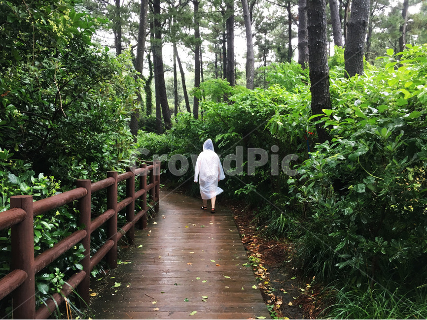 산림,산책,비,우비,산책로,마실,숲,산림욕,나무,풀,자연,뒷모습,자연,풍경,nature,landscape,사람,인물,인간,human,person,비,비오는날,rain,rainy