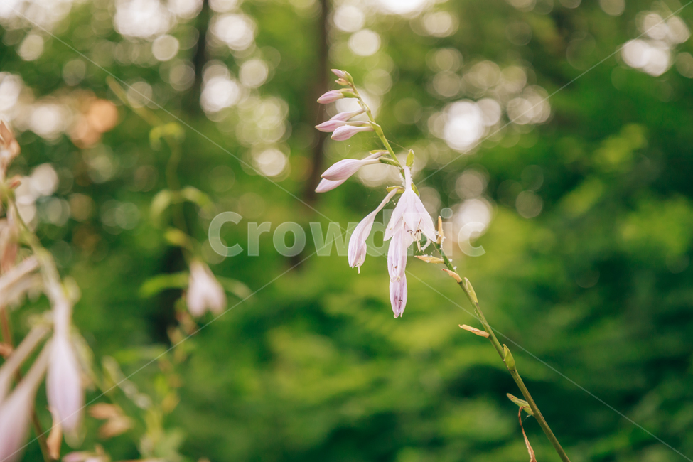 꽃,여름,자연,식물,옥잠화,빛,햇살,햇볕,빛살,아름다운,식물,자연,plants,nature,꽃,flower