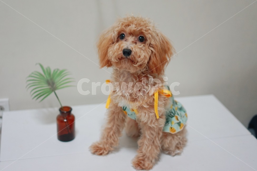 반려견,애완동물,반려동물,강아지,개,애견모델,dog,puppy,바캉스룩,동물,동물,animal,포유류,mammal,개,강아지,dog,doggy