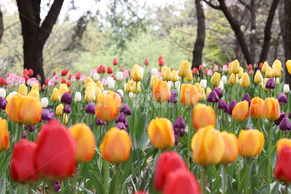 꽃,튤립,봄,공원,자연,계절,색깔,꽃밭,풍경,flowers,tulips,spring,park,field,season,colors,colorful,landscape,nature,봄,계절,spring,season,식물,자연,plants,nature,꽃,flower,plant,blossom
