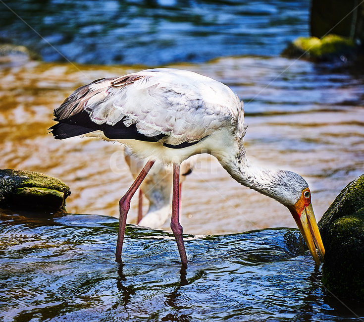 새,조류,깃털,부리,아름다운,물,동물,animal,조류,새,birds
