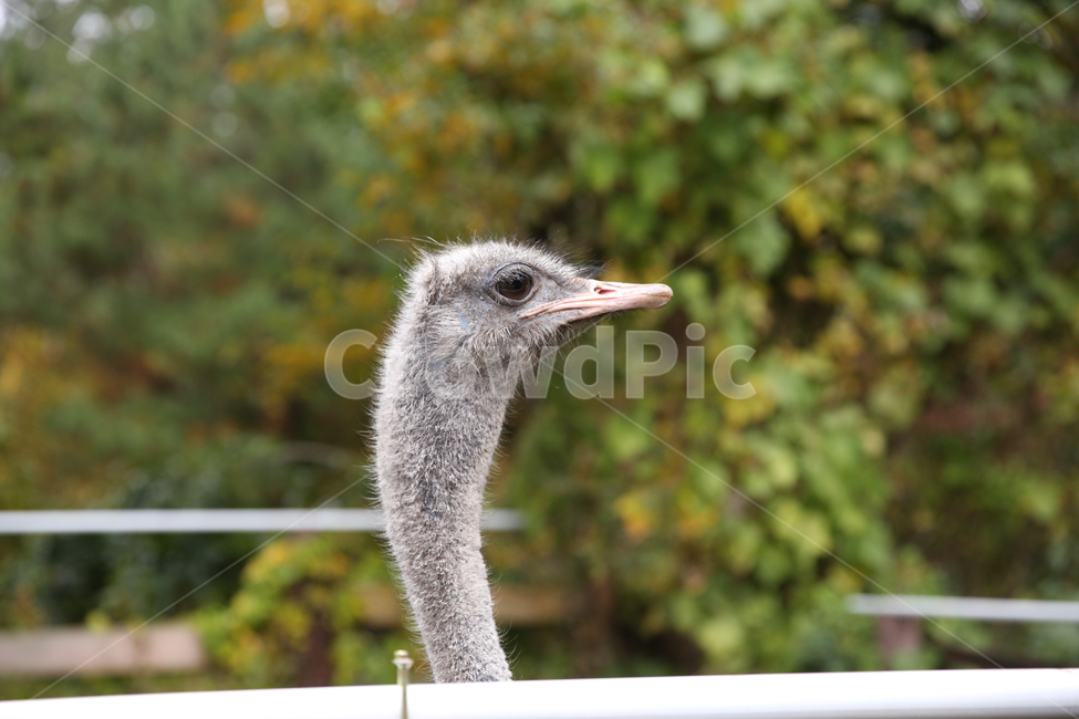 제주화조원,화조원,동물원,타조,평흉류,잡식동물,동물,동물,animal,조류,새,birds
