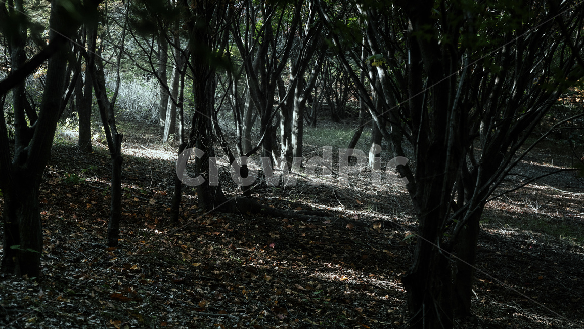 tree,나무,plant,식물,treetrunk,나무줄기,빛,햇볕,숲,자연,풍경,nature,landscape