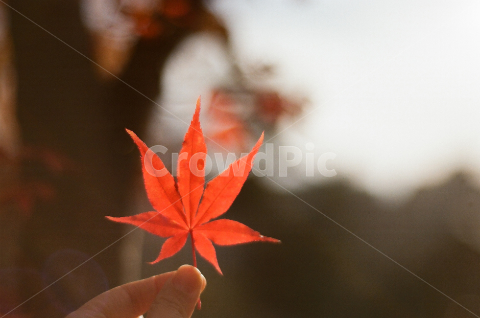 leaf,잎,plant,식물,단풍,단풍잎,가을,식물,자연,plants,nature,감성,sensible,feeling