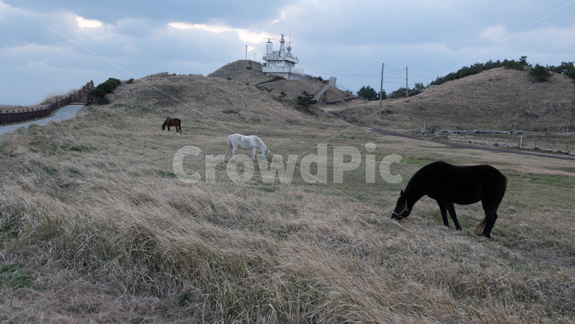 송악산,제주,제주도,jeju,송악산둘레길,풍경,자연,landscape,nature,말,제주마,horse,horses,제주도,jeju,jeju island,동물,animal,포유류,mammal,목축업,목장,livestock farming,ranching,pasture