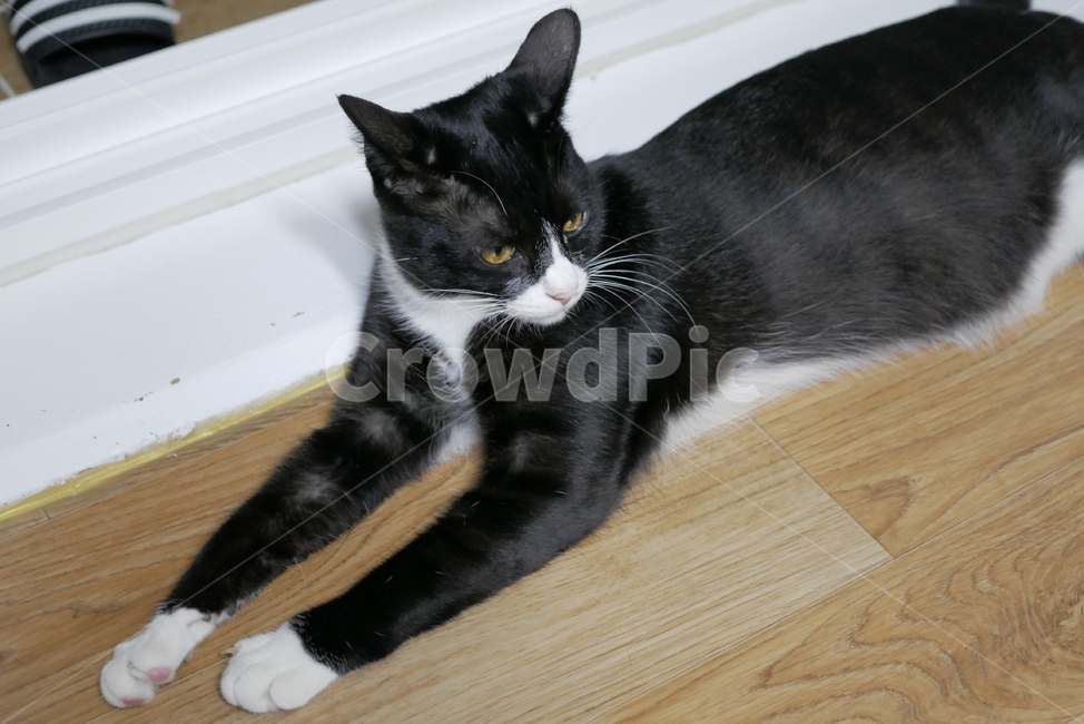 고양이,개냥이,동물,얼굴,표정,애교,귀여운,동물,animal,포유류,mammal,고양이,cat,kitten,kitty