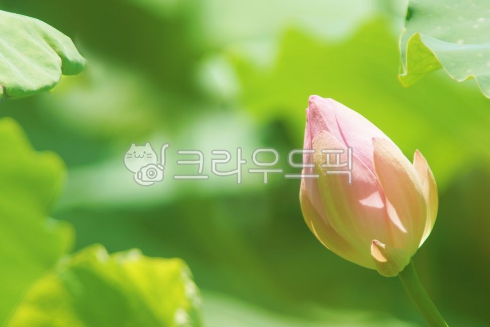 flower,꽃,연꽃,lotus,꽃봉우리