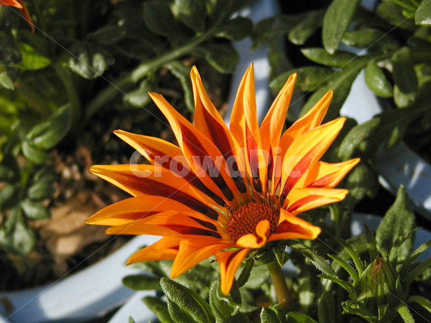 가자니아,식물,flower,blossom,plant,꽃,봄꽃,화분