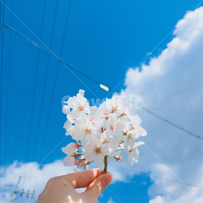 봄,벚꽃,하늘,구름,설렘,꽃,봄,계절,spring,season,꽃,flower