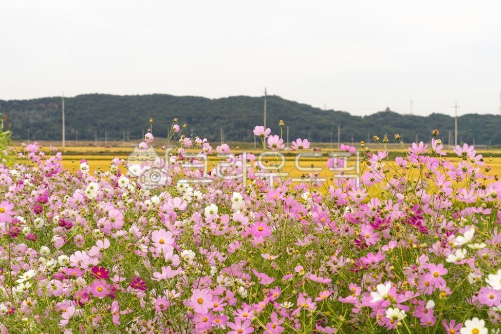 코스모스,가을,자연,field,황금빛들판