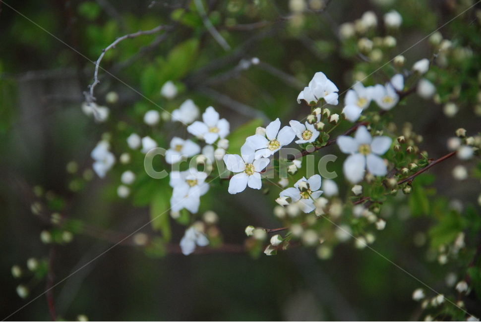 꽃,작은꽃,하얀꽃,나무,아웃포커싱,힐링,자연,식물,봄,계절,spring,season,식물,자연,plants,nature,꽃,flower,plant,blossom