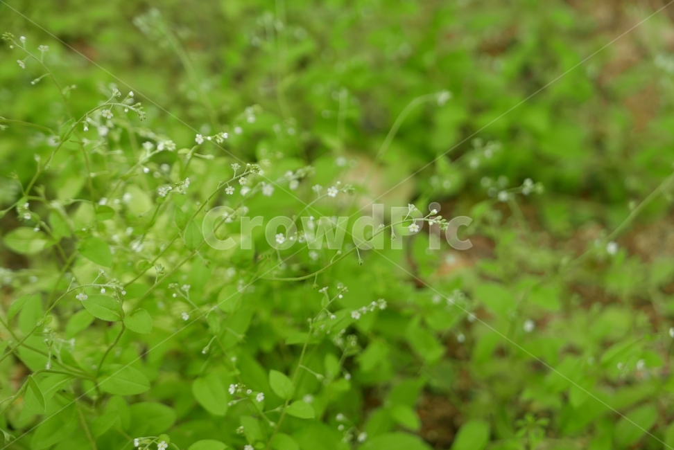 plant,식물,야생화,녹색,꽃
