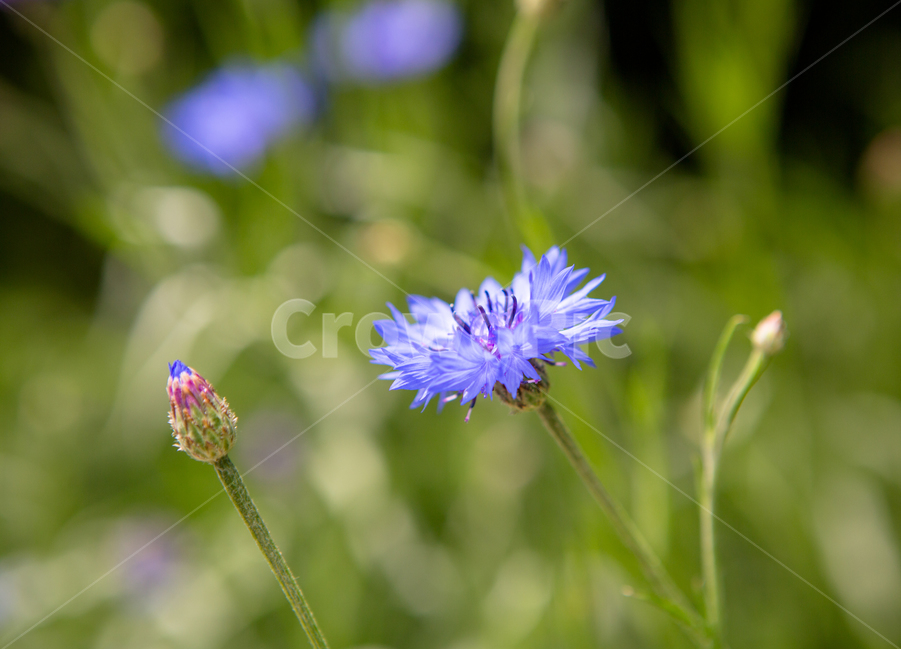 식물,꽃,꽃밭,plants,nature,flower,green,풀,식물,자연,plants,nature,꽃,flower